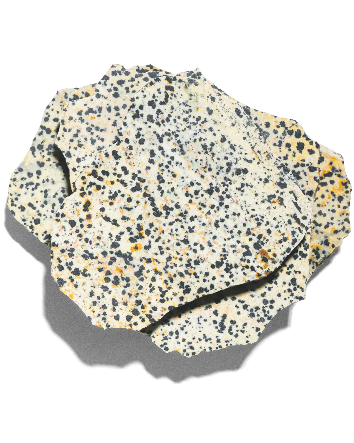 Dalmatian Jasper